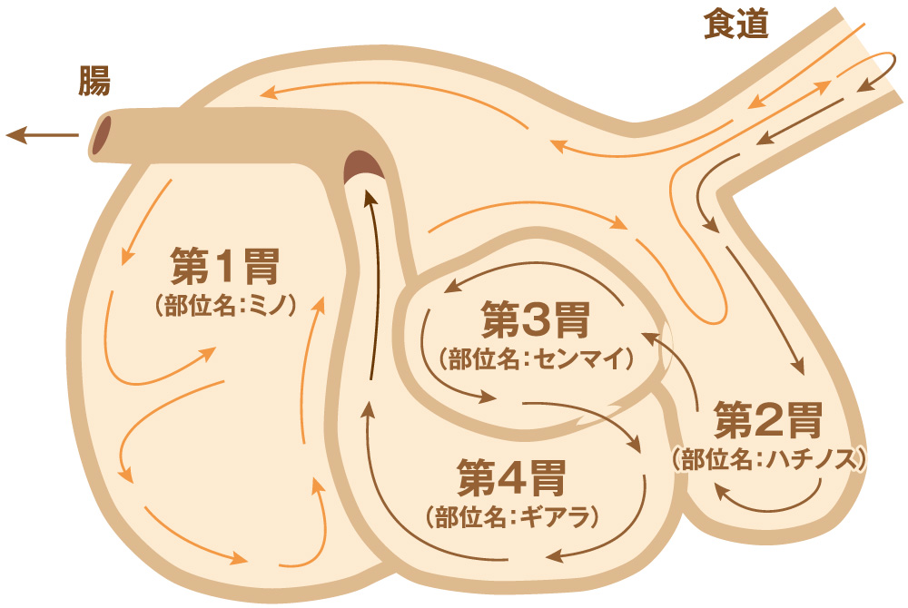 安堂グループの歴史物語第10話 牛の胃のイラスト